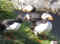 nai0805.jpg (86418 byte)