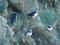 shtl07f.JPG (145638 byte)